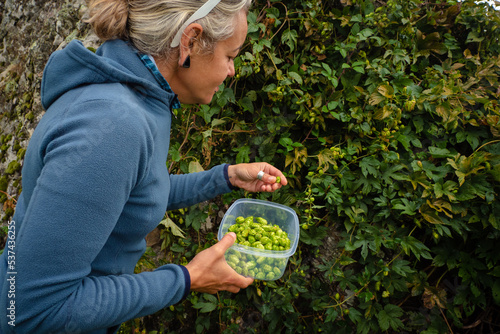 Female forager picking wild hops for production of craft beer at local organic bmicro brewery photo