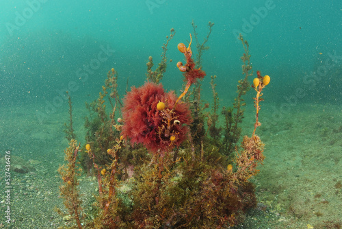Photography Colourful algae of temperate southern Pacific ocean in murky water on flat bottom of coarse sand and flat rocks