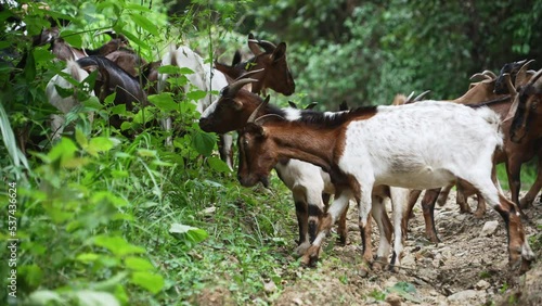 a group of goats eat grass photo