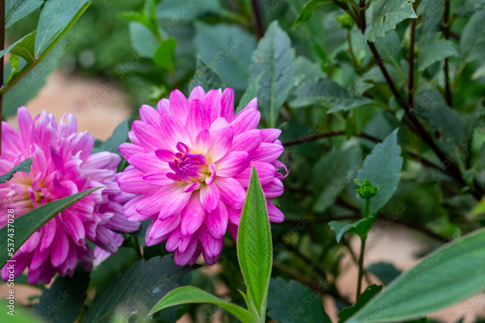 Close up photo of dahlia pinnata flower and blurred background. Close up photo of dahlia pinnata flower and blurred background.