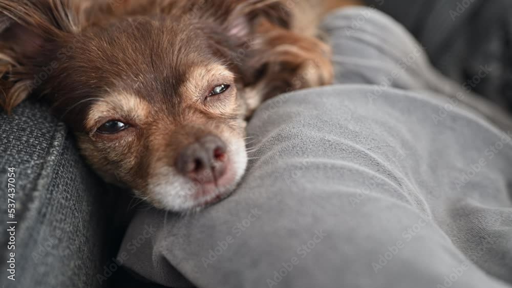 Long Haired Chihuahua laying on sofa Long Haired Chihuahua laying on sofa