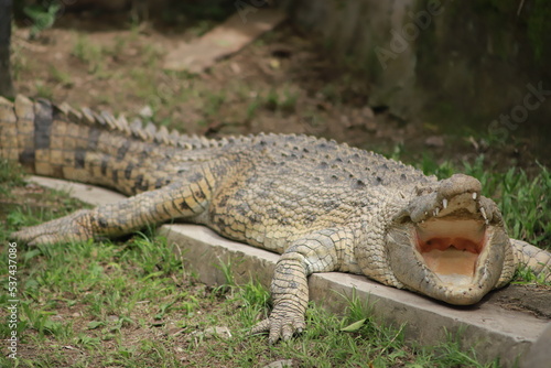 alligator in the grass