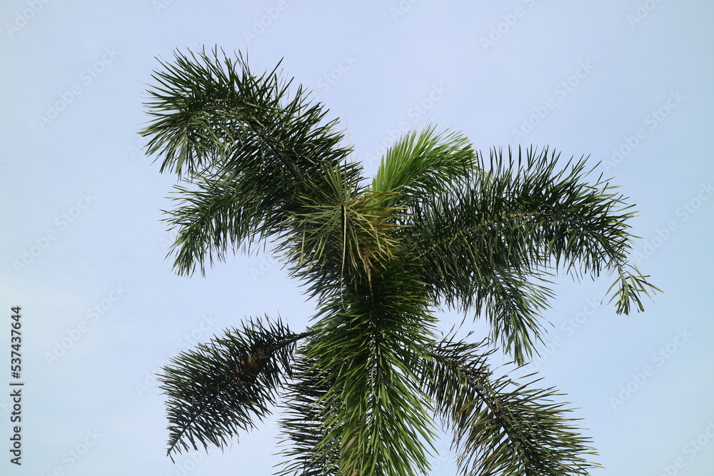 palm tree with lush leaves on a clear sky background palm tree with lush leaves on a clear sky background
