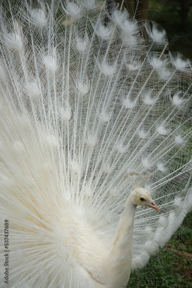 Naklejka premium white peacock with feathers