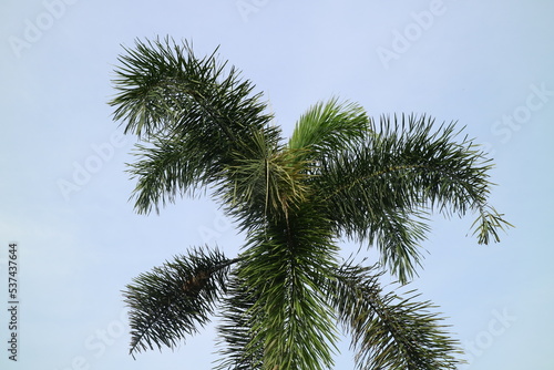 palm tree with lush leaves on a clear sky background © Adipra
