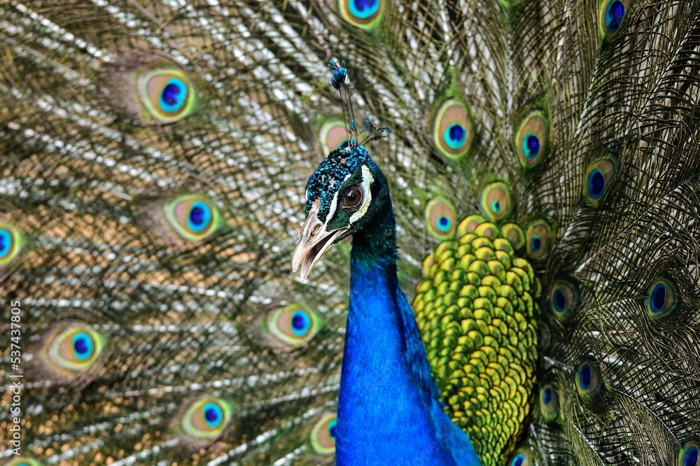Obraz premium Peacock panning beautiful tails