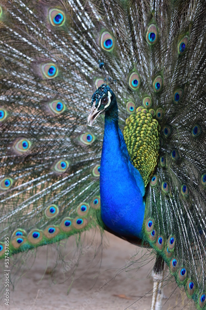 Obraz premium Peacock panning beautiful tails