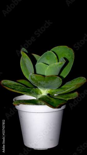 Isolated green succulent with wide leaves on black background. Potted Kalanchoe with lush green leaves