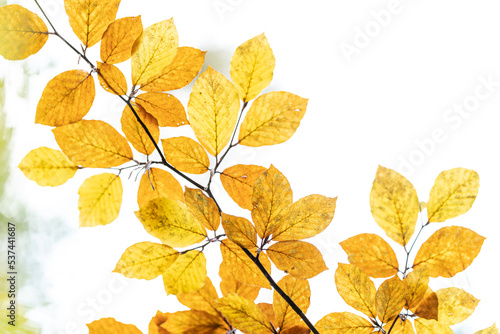 Herbstfarben im Detail