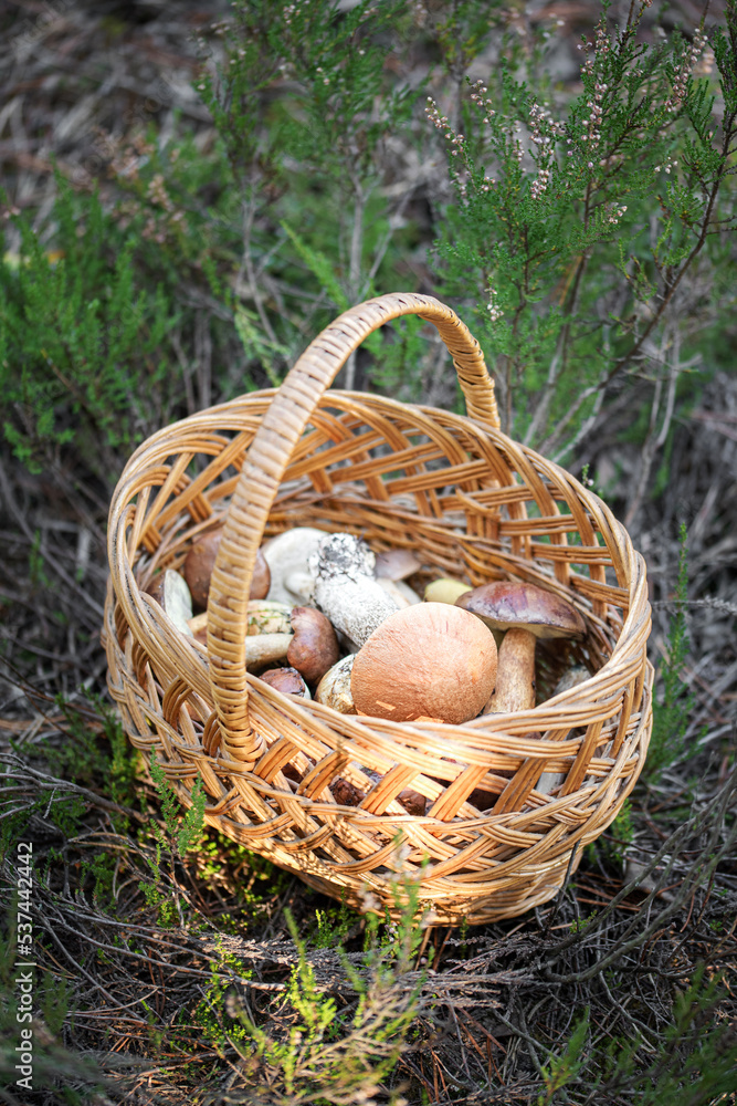 Mushroom Boletus in wicker basket. Mushroom Boletus in wicker basket.