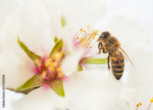 Almond blossom bee © svp