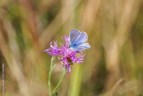 Common Blue, Polyommatus icarus. Close-up butterfly in natural environment. 