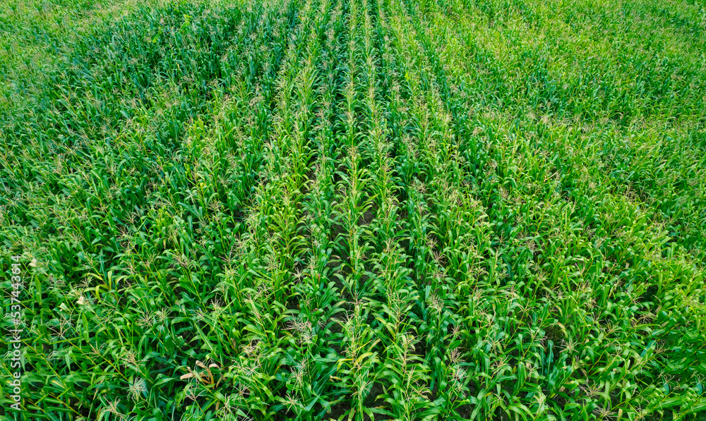 corn field of green field drone high angle view, agriculture background concept.
corn field of green field drone high angle view, agriculture background concept.