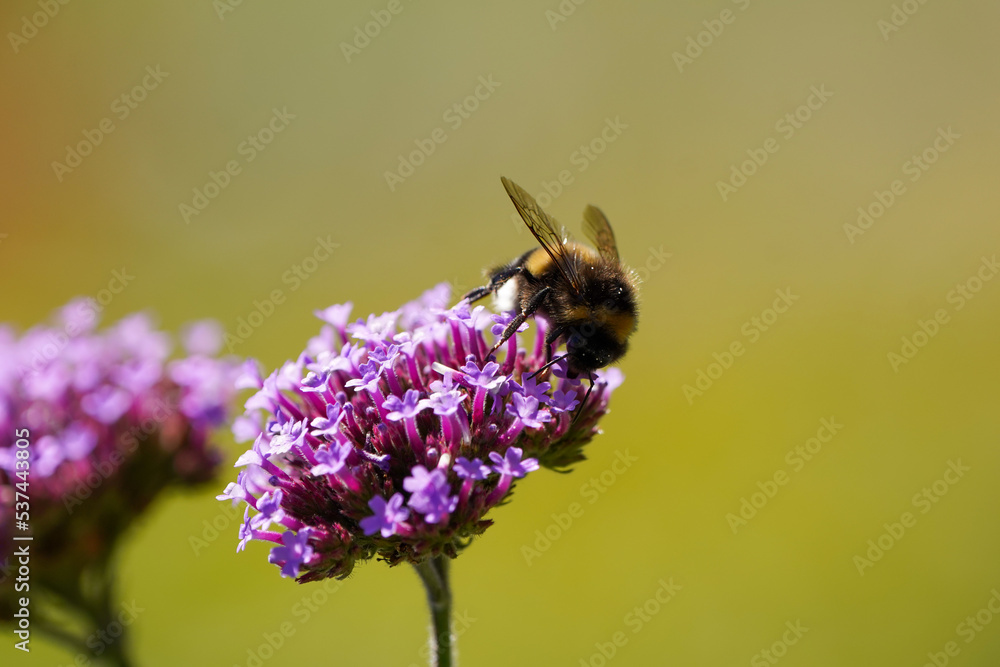 A bumblebee collects nectar on the verbena. Insect in natural environment close-up.
A bumblebee collects nectar on the verbena. Insect in natural environment close-up.