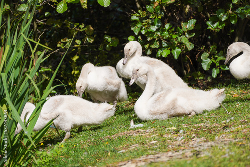 Young swans are resting in a meadow. 