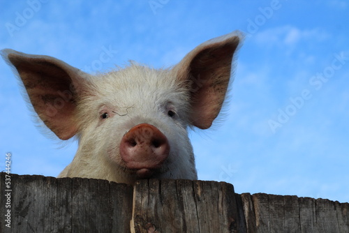 Canvas Print Funny pink pig smiling and peeking from behind wooden pigpen fence