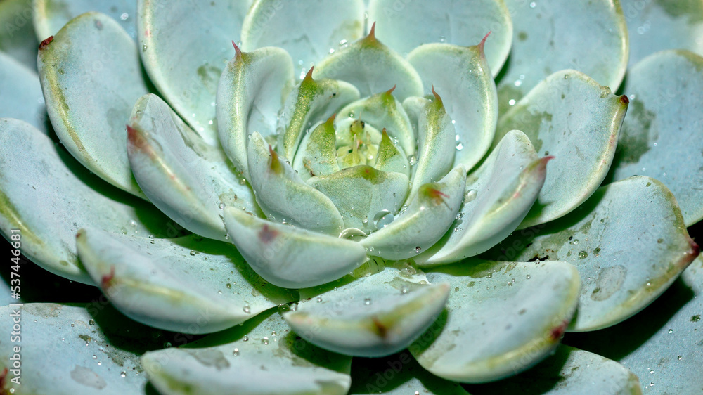 Obraz premium Isolated Echeveria minima blue on dark background. Detail of succulent plant