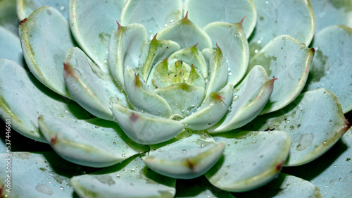 Isolated Echeveria minima blue on dark background. Detail of succulent plant