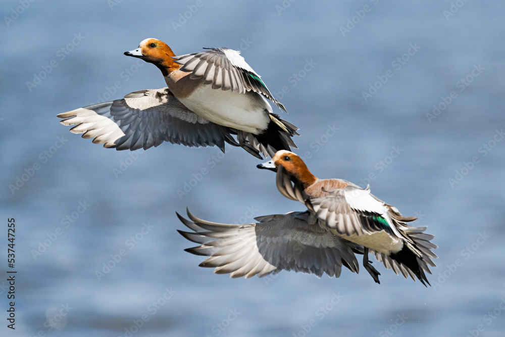 ヒドリガモのオス飛翔 (Eurasian Wigeon) ヒドリガモのオス飛翔 (Eurasian Wigeon)