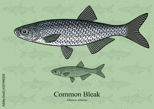 Obraz na plátně Common Bleak