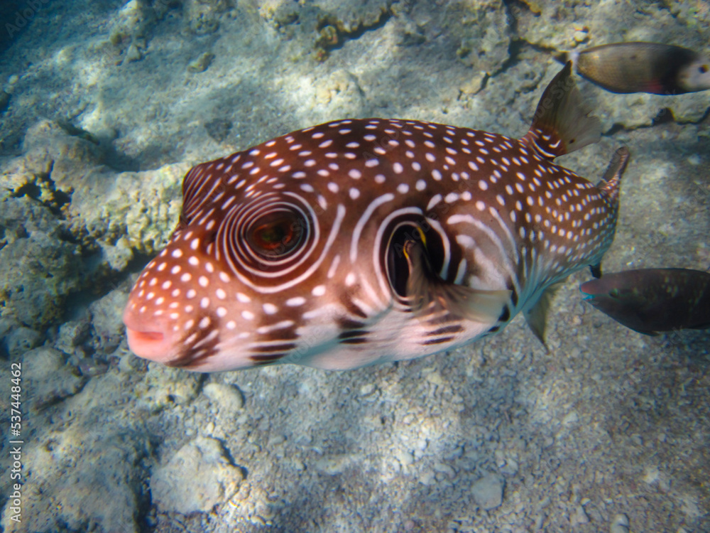 Fototapeta premium Spiny arotron in the coral reef of the Red Sea, Sharm El-Sheikh, Egypt