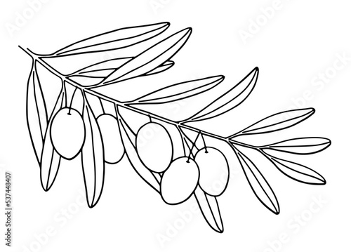 Hand-drawn olive tree branch