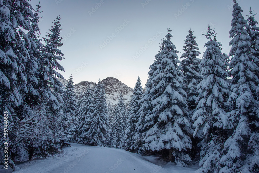 Winter sunrise scenery in mountains Tatras. Covered snow turn of mountain road. Mountain road and fir forest covered white snow.
