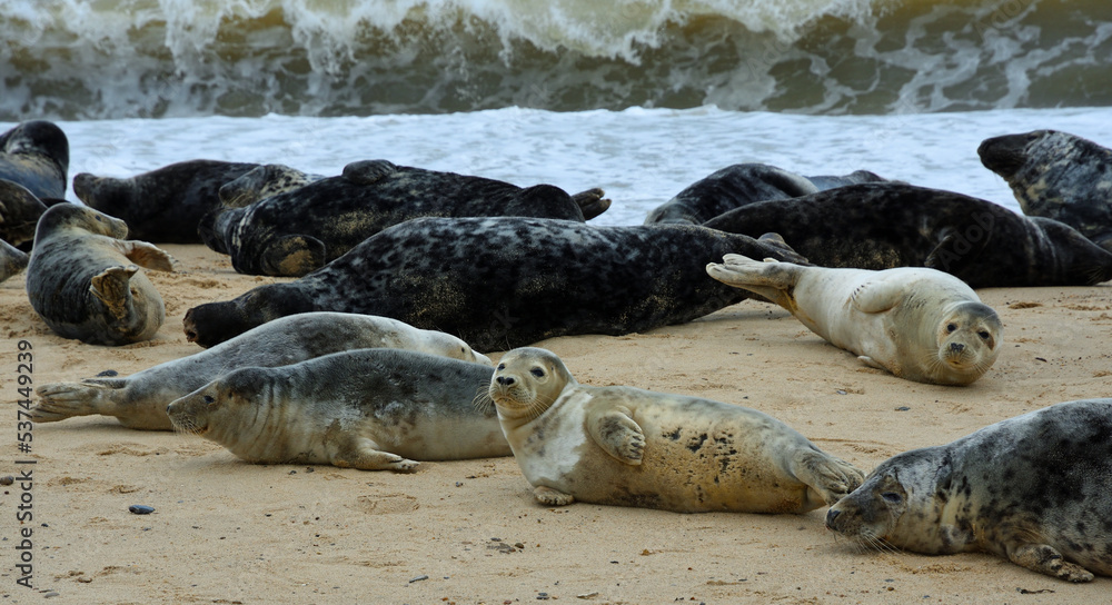 Fototapeta premium Many Common - Harbour Seals on beach 