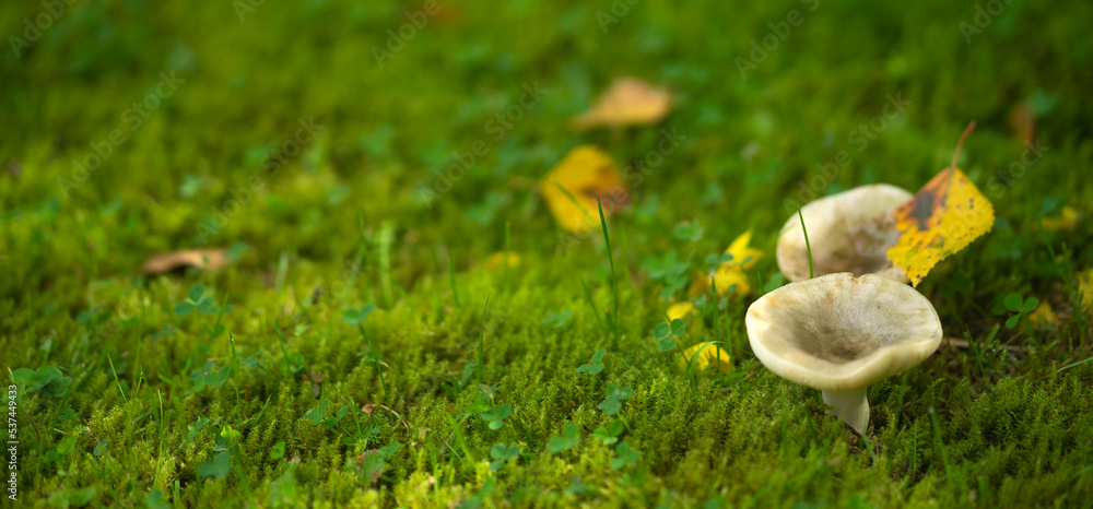 Syroezhka mushrooms grow in green moss in a swamp. Edible mushrooms of gray color in the forest. Syroezhka mushrooms grow in green moss in a swamp. Edible mushrooms of gray color in the forest.