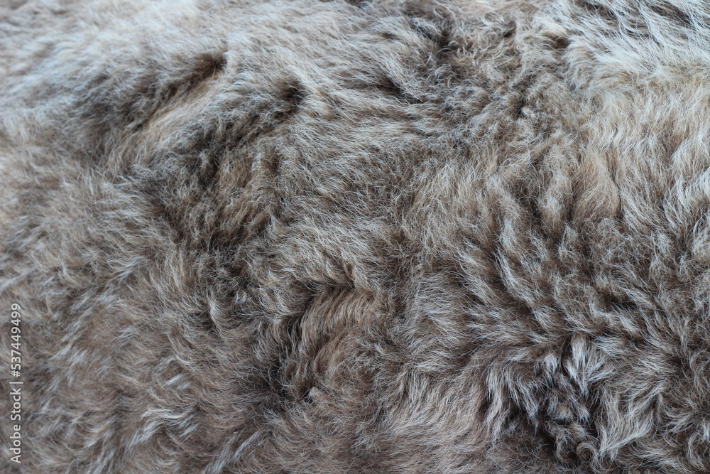 Cow's gray fur close-up
Cow's gray fur close-up