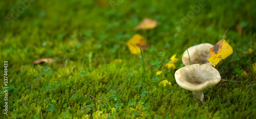 Syroezhka mushrooms grow in green moss in a swamp. Edible mushrooms of gray color in the forest.
