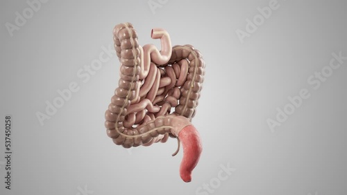 Seamlessly loopable 3d animation of rotating human internal organ - intestine. Large and small intestine turntable on white background