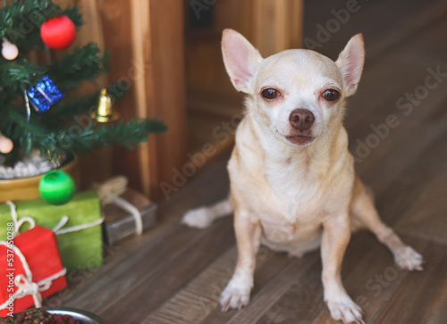 short hair Chihuahua dog sitting  in front of wooden dog's house with christmas tree and gift boxes, looking at camera. © Phuttharak