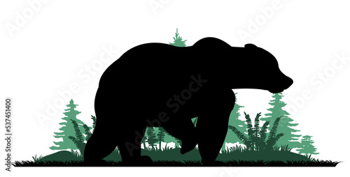 Adult bear. Wild animals. Silhouette figures. Glade in coniferous northern forest taiga. Grass fern. Isolated on white background. Vector