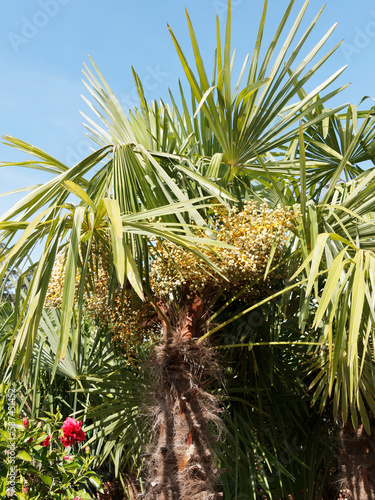 (Trachycarpus wagnerianus ou Trachycarpus excelsa) Gros plan sur grappes pendantes de fruits vert-clair immatures du palmier de Chine ou palmier chanvre photo