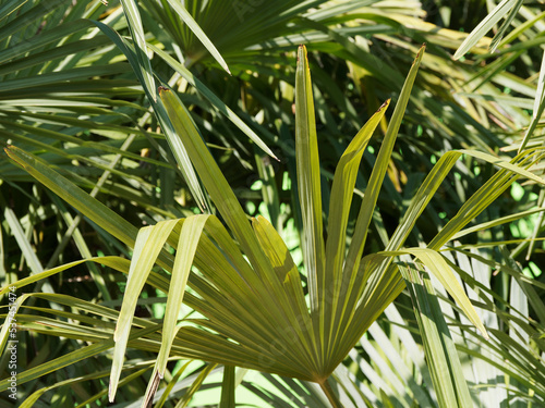  Trachycarpus wagnerianus ou excelsa  Palmier    chanvre ou chanvre de Changa   au feuillage palm   vert et d  coup   en forme d   ventail port   par de long p  tioles