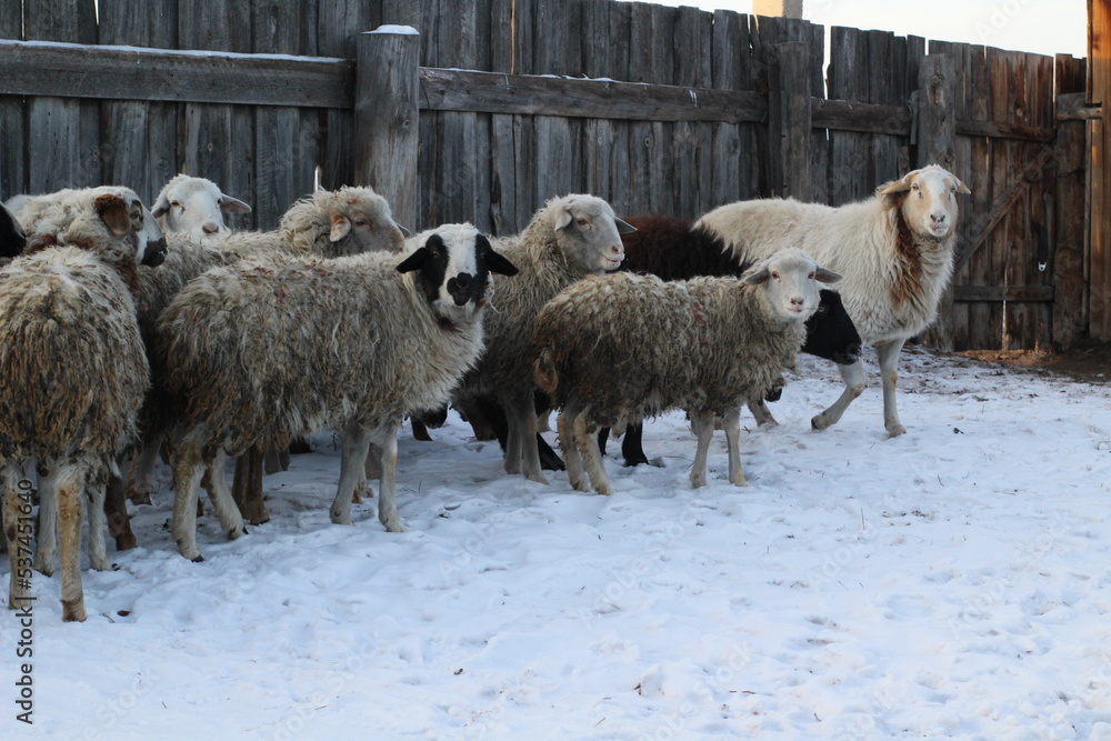 Obraz premium Flock of Sheep Eating Hay Grass on Farmland 