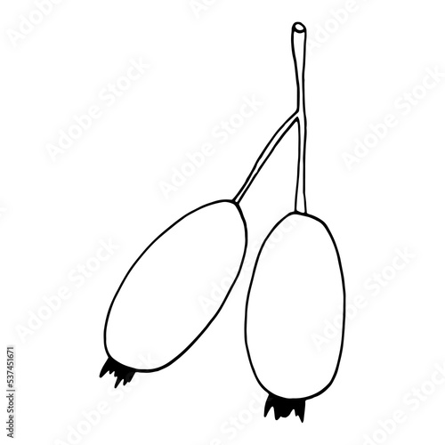 rosehip berries hand drawn in doodle style. icon, sticker, decor element.