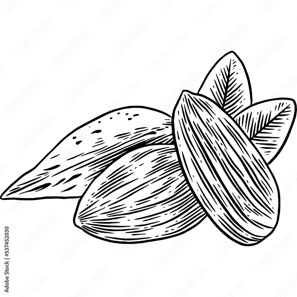 Hand drawn Almonds Sketch Illustration Stock Vector Adobe Stock