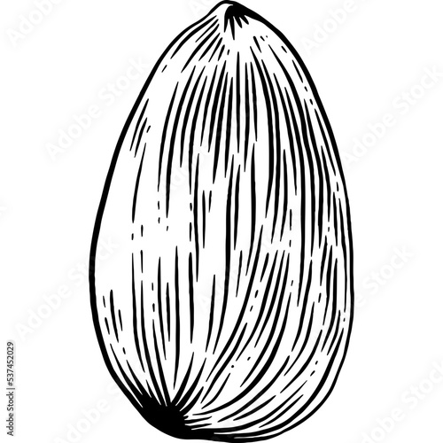 Hand drawn Almond Nut Sketch Illustration