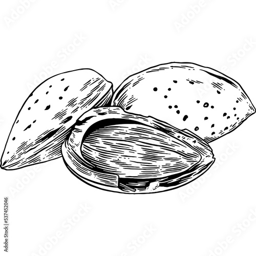 Hand drawn Almonds Sketch Illustration
