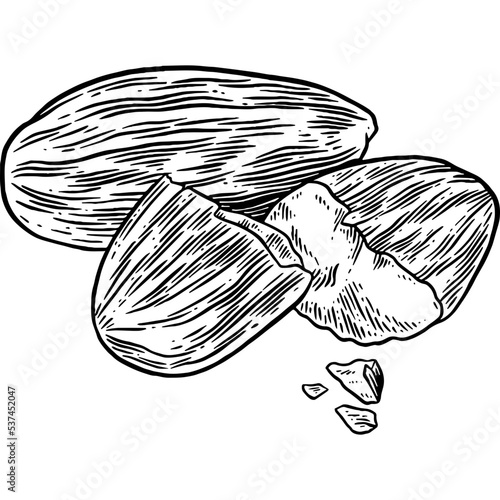 Hand drawn Almonds Sketch Illustration