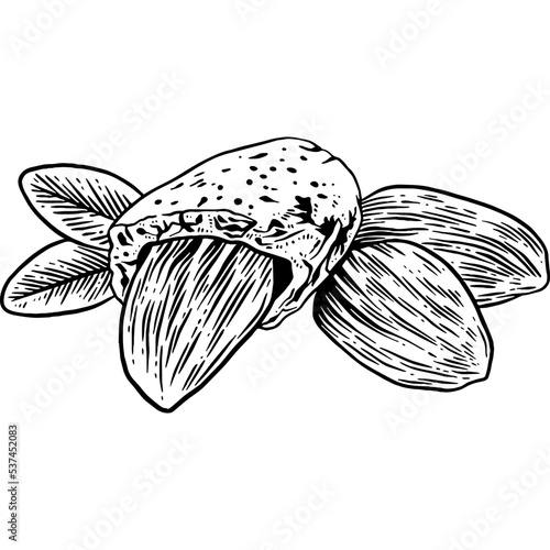 Hand drawn Almonds Sketch Illustration