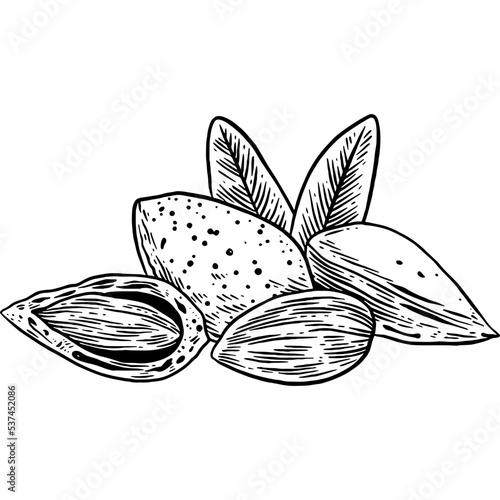 Hand drawn Almonds Sketch Illustration