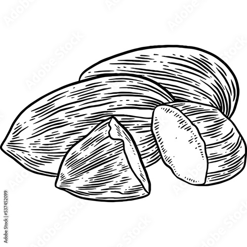 Hand drawn Almonds Sketch Illustration