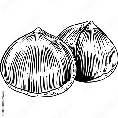 Hand drawn Chestnuts Sketch Illustration