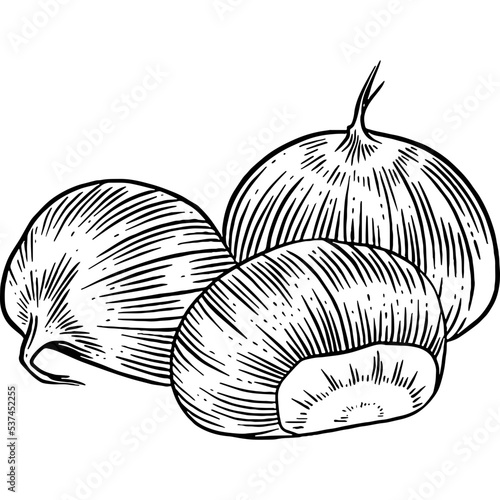 Hand drawn Chestnuts Sketch Illustration