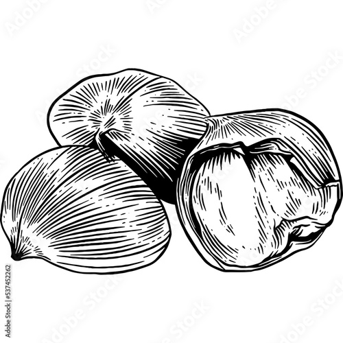 Hand drawn Chestnuts Sketch Illustration