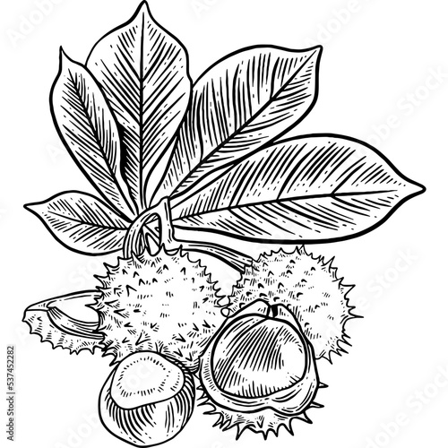 Hand drawn Chestnut Plant Sketch Illustration