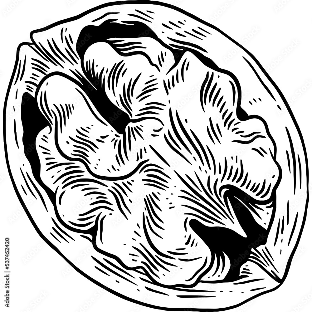 Fototapeta premium Hand drawn Walnut Sketch Illustration